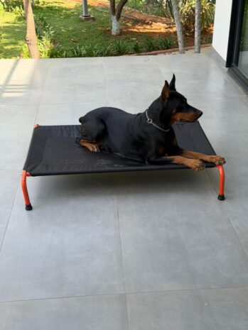 What 11,000+ Pet Parents Have Taught CanineJoy Gears About Building Better Products
